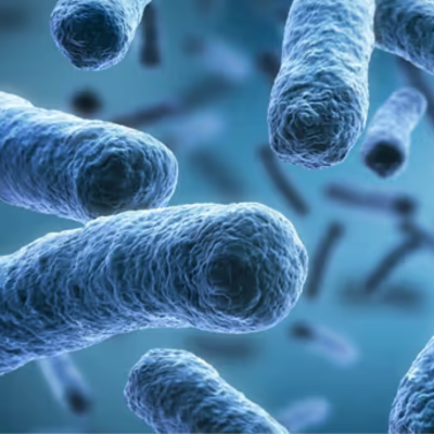 Bacillus belezensis