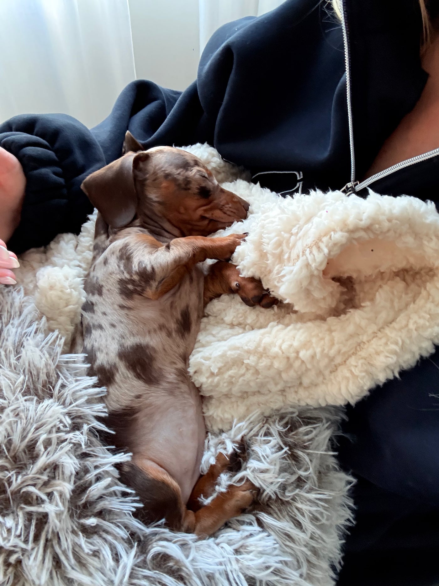 Nala, the dog RUMI was made for