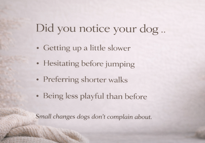 Hip & Joint Support Chews